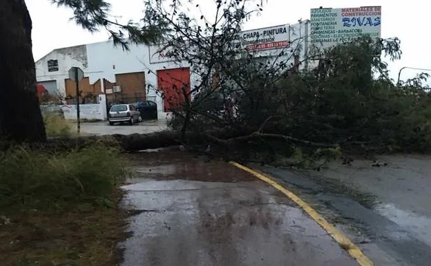 Un árbol caído y corte de tráfico en Ronda
