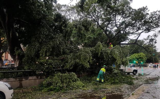 Galería. Arbol caído en la Alameda Principal.