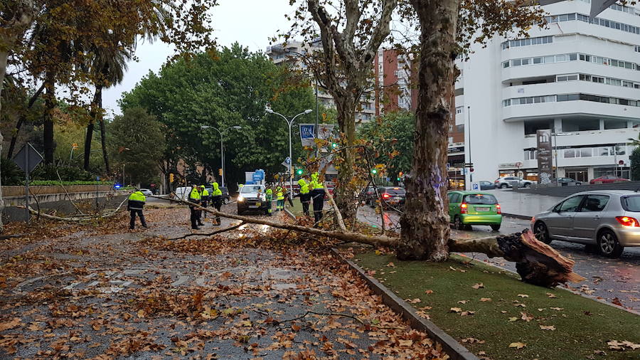 La caída de dos árboles ha obligado a cerrar el tráfico del paseo de los Curas y un lateral de la Alameda Principal