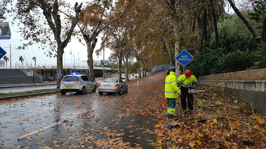 La caída de dos árboles ha obligado a cerrar el tráfico del paseo de los Curas y un lateral de la Alameda Principal