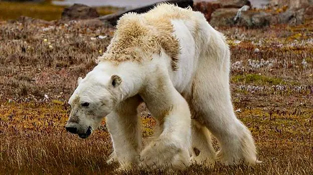 El moribundo oso polar, en la isla de Baffin (Canadá). :: Cristina Mittermeier 