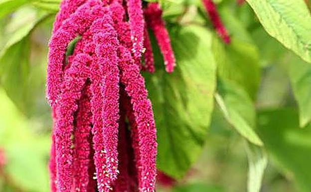 Amaranto, el superalimento que nace de las montañas andinas