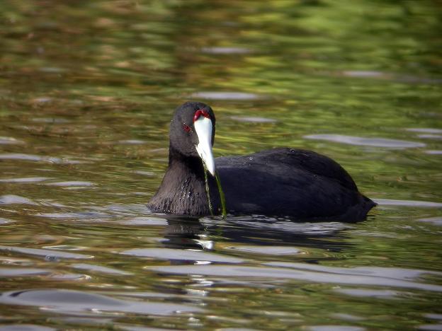 Un ave en peligro de extinción se refugia en la desembocadura de Río Verde