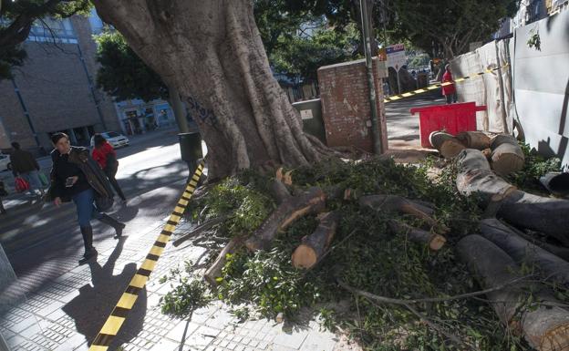 Restos del árbol derribado la semana pasada por el viento en la Alameda. 