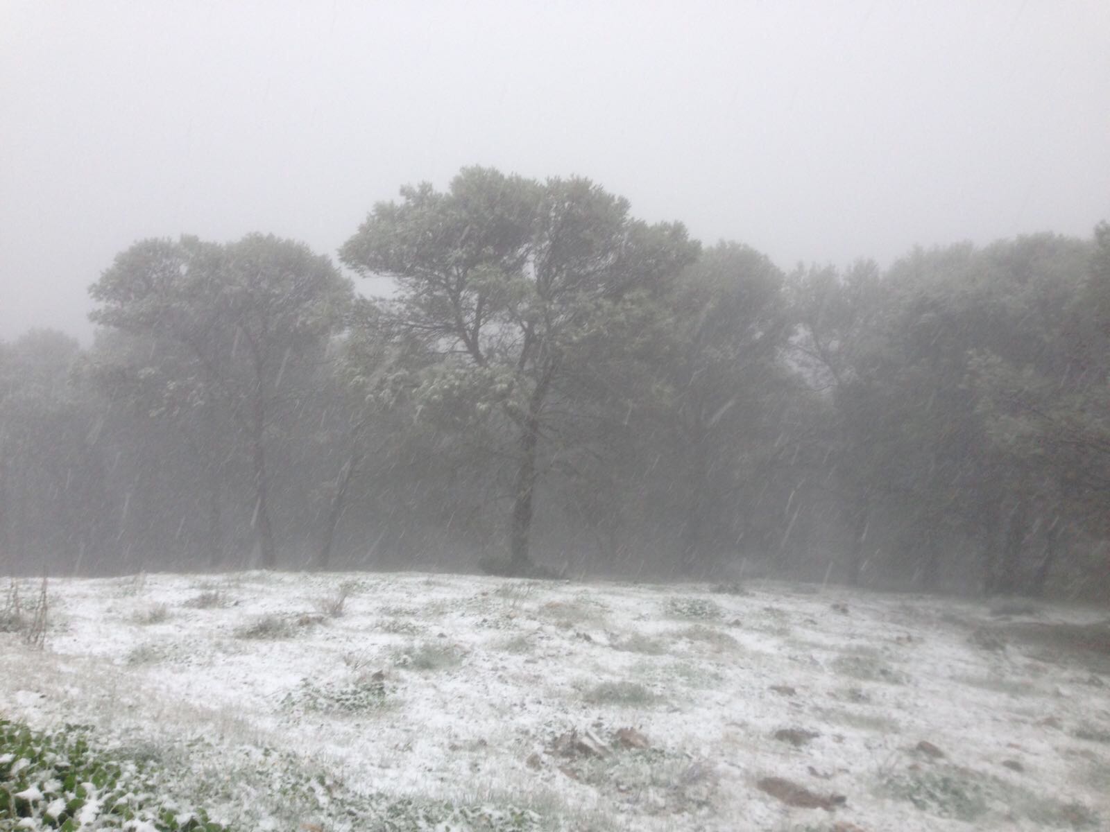 Ronda, Antequera y Alfarnate se cubren bajo un manto blanco