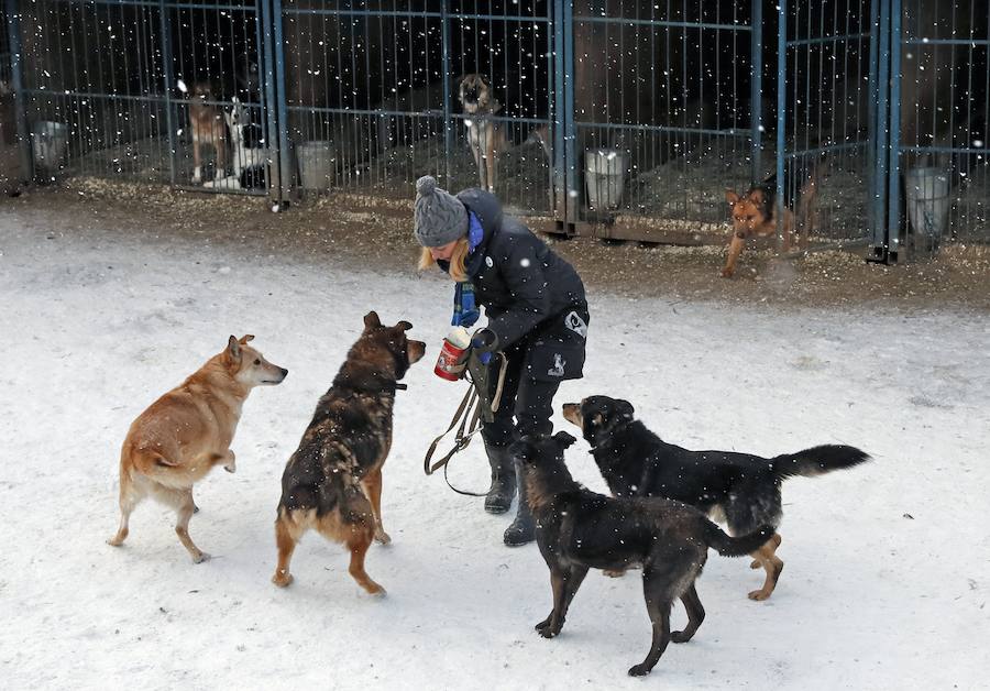 . Los animales abandonados recibirán cuidados adecuados, vacunas y serán esterilizados