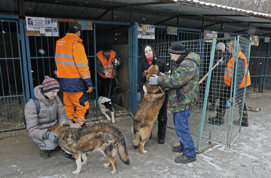 . Los animales abandonados recibirán cuidados adecuados, vacunas y serán esterilizados