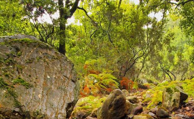 Un lugar donde perderse: Los alcornocales de Málaga