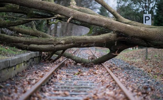 Un árbol caído bloquea una vía. 