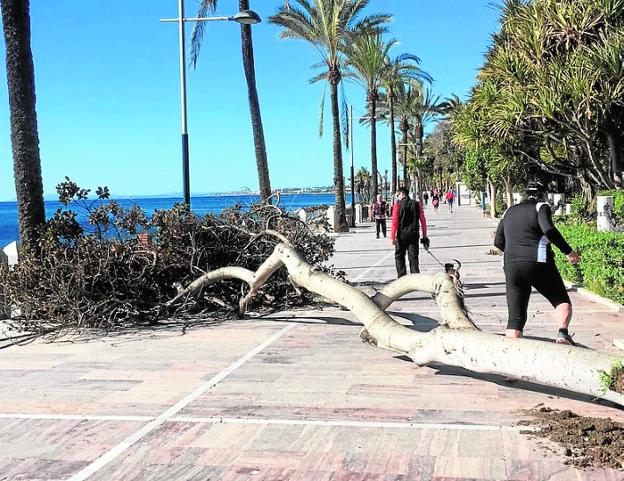Árbol derribado a la altura de Plaza del Mar. :: sur