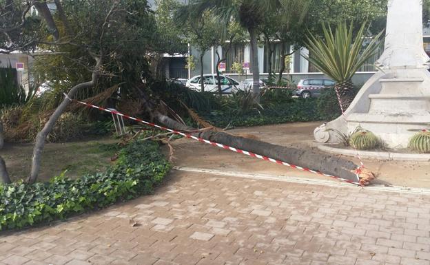 Árbol caído frente al hotel Málaga Palacio