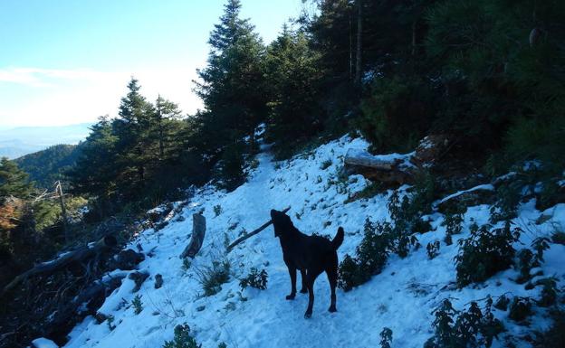 La nieve puede estar presente en los pinsapares en invierno.