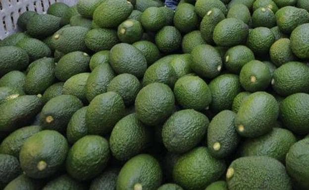 Calidad y cercanía, cualidades más valoradas de la fruta tropical malagueña en Europa