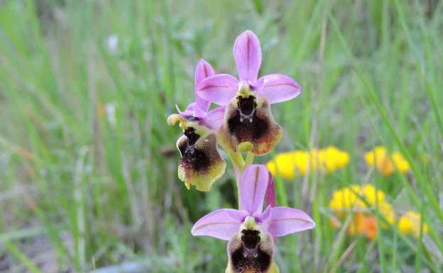 Ophrys tenthredinifera