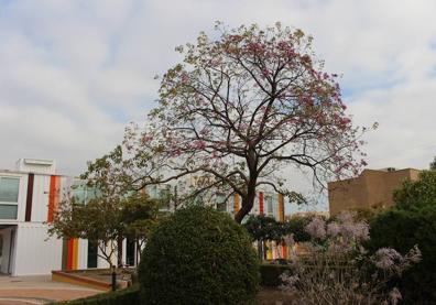 Imagen secundaria 1 - Olea Europea. Lapacho Rosa. Hotel de insectos.