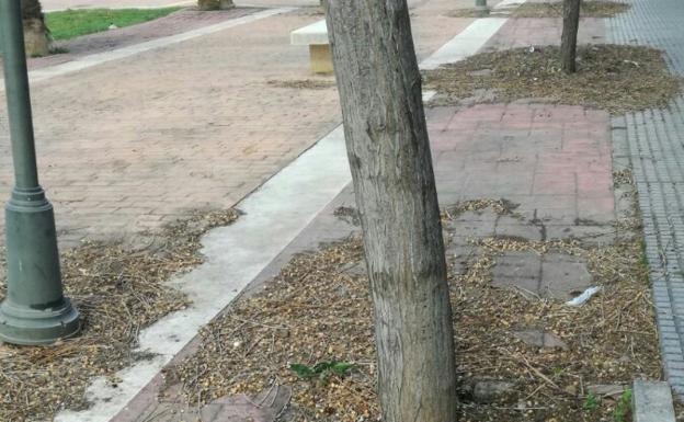 Semillas y hojas cubren el suelo del pasaje.