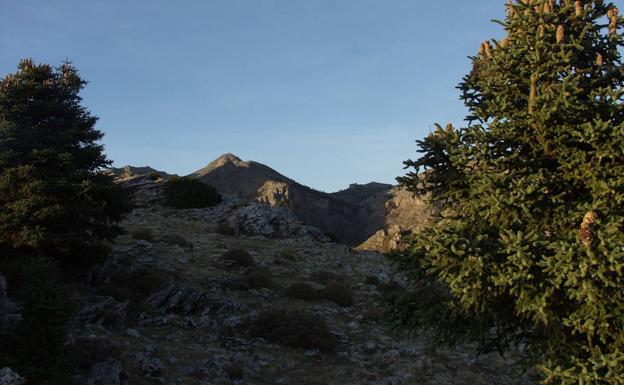 Pinsapos con el telón de fondo del pico de La Torrecilla.