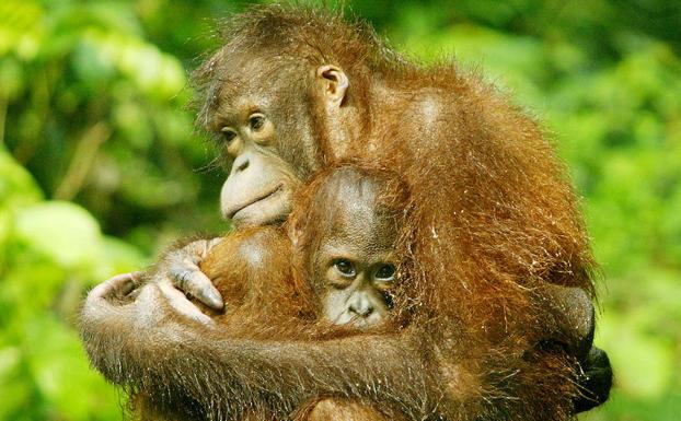 Una pareja de orangutantes de la isla de Borneo. 
