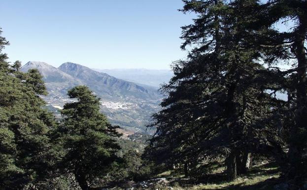 Pinsapar de Yunquera.