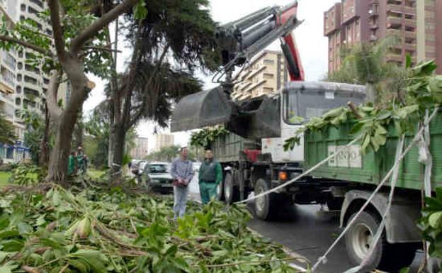 Cortes en la avenida Andalucía y en el Paseo del Limonar por poda de árboles