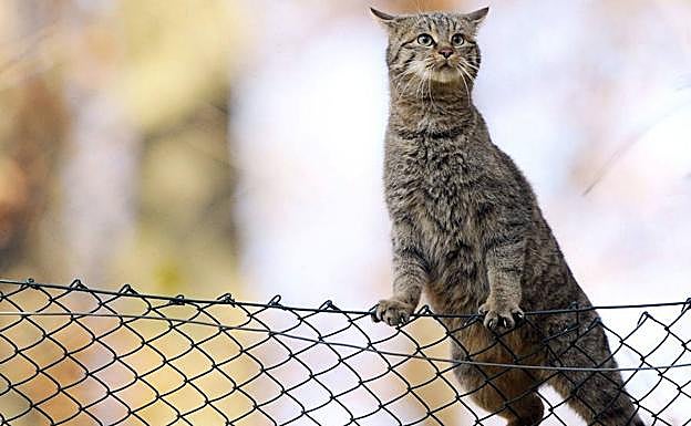 Imagen de un gato ajeno a la información.