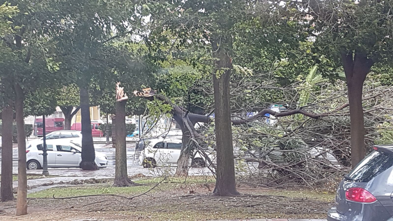 Un árbol ha caído en Alhaurín de la Torre debido a las fuertes rachas de viento.