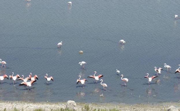 El flamenco rosa es la especie más conocida de la laguna de Fuente de Piedra.