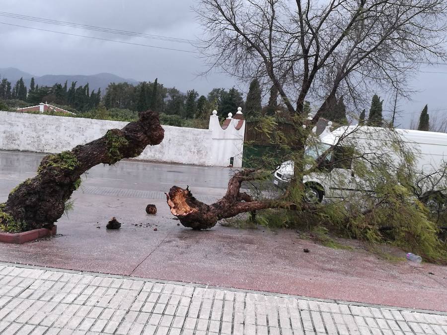 Caída de un árbol en Alhaurín de la Torre.