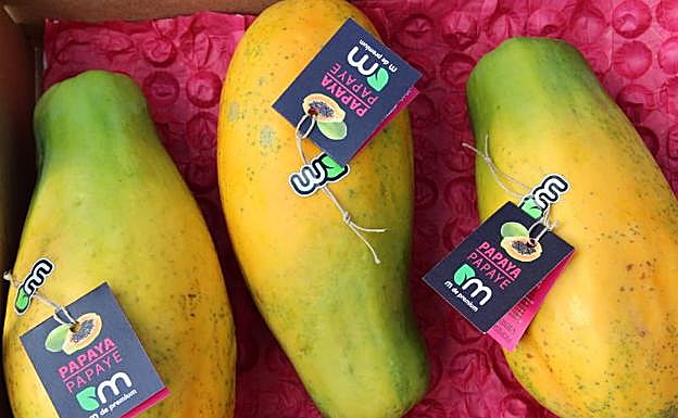 Tropical Millenium es una de las pocas empresas malagueñas que comercializa papaya. 