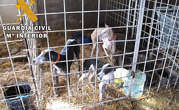 Los galgos rescatados.