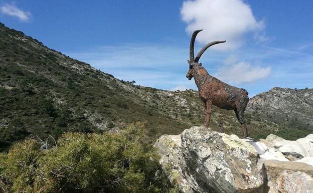 La Sierra de las Nieves recupera su cabra montés más fotografiada 