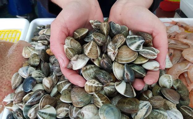 Una nueva revisión de las zonas de producción obligará a depurar las especies de bivalvos del litoral .