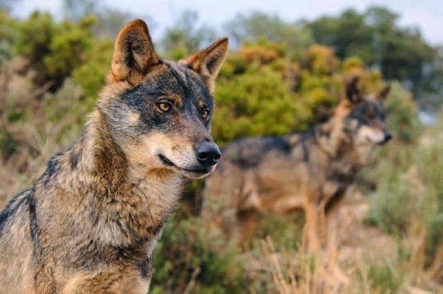 Una pareja de lobo ibérico, animal declarado en peligro de extinción en Andalucía. :: efe