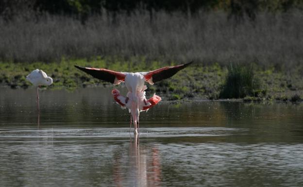 Flamencos en Fuente de Piedra.