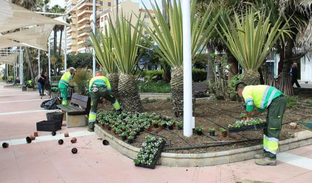 Jardineros municipales plantan las primeras flores de la campaña.