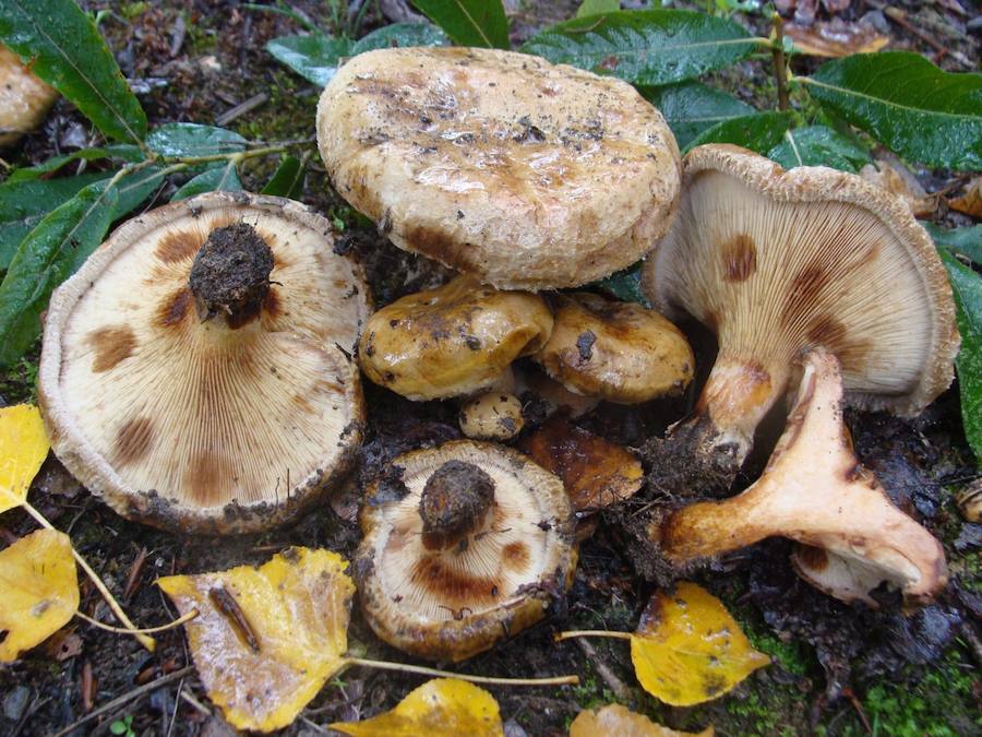 Hongos Paxillus ammoniavirescens.