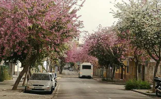 Vista de la calle San Juan Bosco con el bello colorido de las bauhinias blancas y fucsia. 