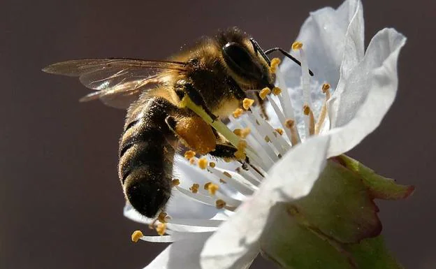 La UE prohíbe el uso en exteriores de tres insecticidas peligrosos para las abejas