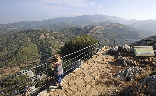 Vista de varios pinsapos en la Sierra de las Nieves. 