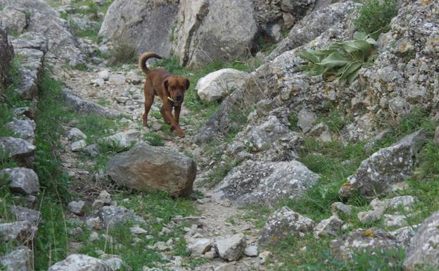 Can en un paseo por el Tajo del Molino