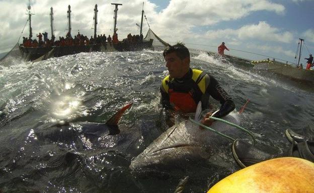 Todavía hoy se usa la almadraba como arte de pesca para la captura del atún en la costa gaditana. 