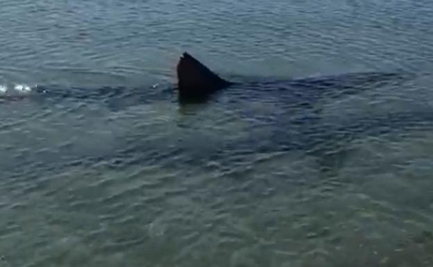 Tiburón visto en una playa de Fuengirola.