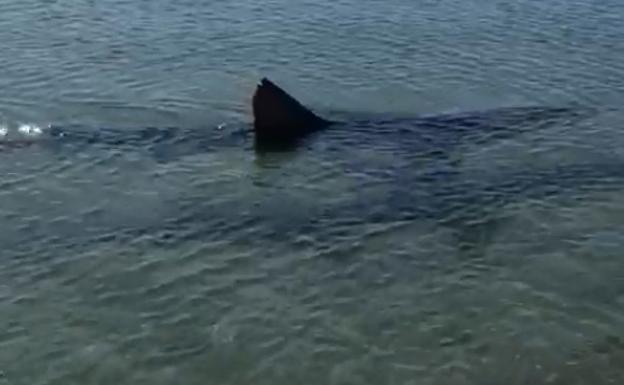 Tiburón visto en una playa de Fuengirola.
