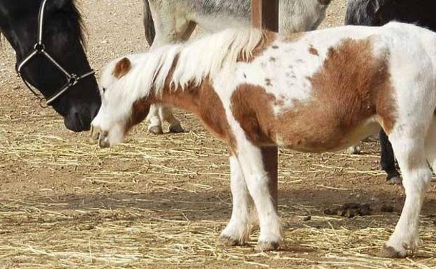 El PSOE corrige su postura sobre los ponis en la feria de Málaga