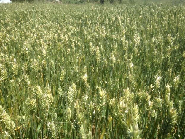 Un cultivo de cereal con numerosas espigas rotas y desgranadas por el granizo. 