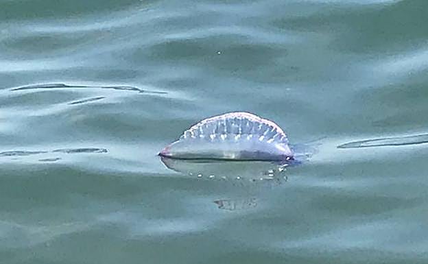 Ejemplar ayer en la playa de La Misericordia. 