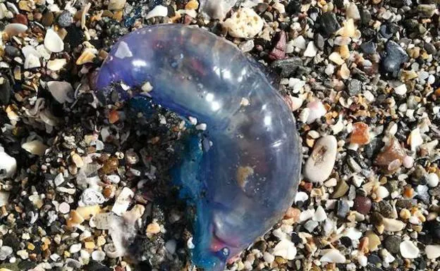 Qué es lo que diferencia a la carabela portuguesa de una medusa y por qué es tan letal
