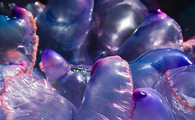 ¿Qué hacer ante la picadura de una carabela portuguesa?