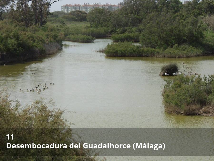 La ciudad de Málaga tiene el privilegio de tener en su territorio dos espacios protegidos. El más conocido es el parque natural de los Montes, pero, mucho más cerca del casco urbano se encuentra el paraje de la Desembocadura del Guadalhorce, que abarca unas 120 hectáreas. Todo el reportaje completo  aquí