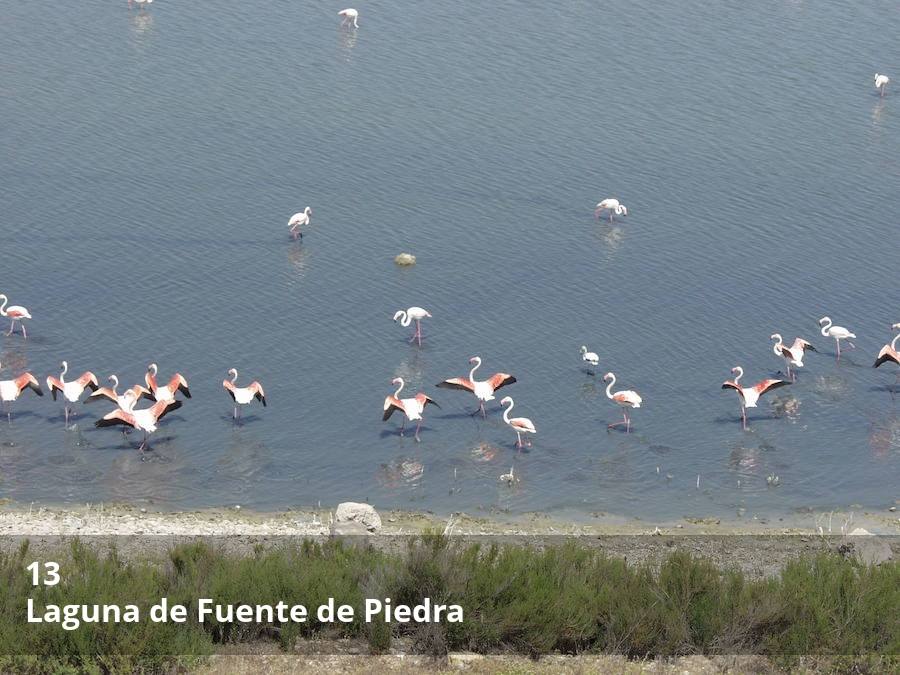 En Fuente de Piedra se puede visitar una de las lagunas salinas más impresionantes de Andalucía, con una superficie protegida de más de s 1.300 hectáreas. Este humedal es especialmente conocido por la importante colonia de flamencos, que cada año convierten la laguna en un verdadero mar rosa. Todo el reportaje completo  aquí